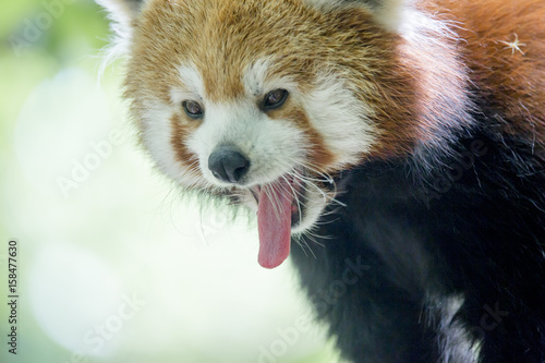 Fototapeta Naklejka Na Ścianę i Meble -  Portrait de panda roux