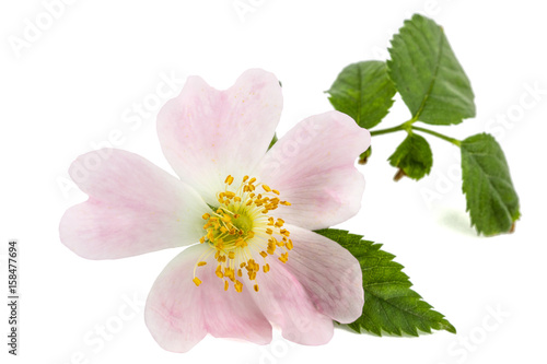 Flower of wild rose, isolated on white background