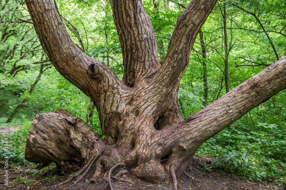 Old tree in Turda gorge, Romania. Discover Romania concept.