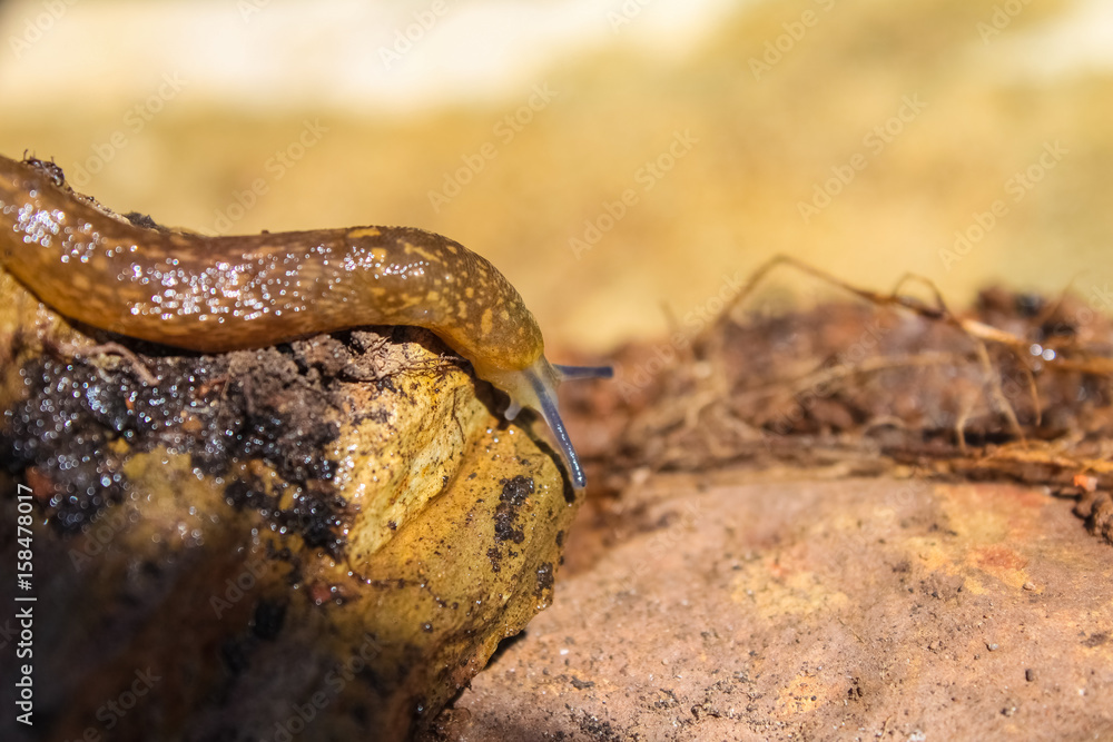 Fototapeta premium Slug