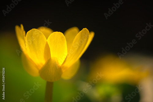 Первоцвет на солнце