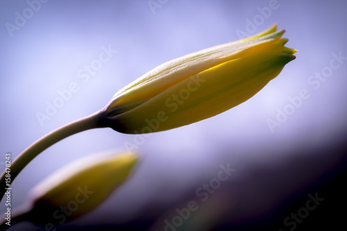 Дикий тюльпан