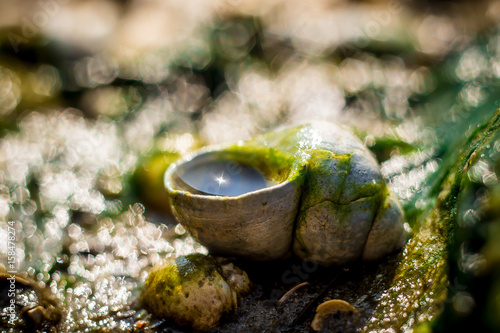 Ракушка на солнце