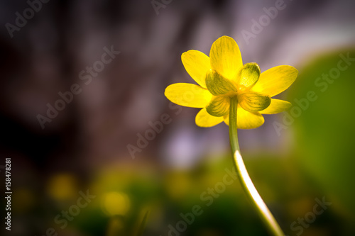 Первоцвет на солнце