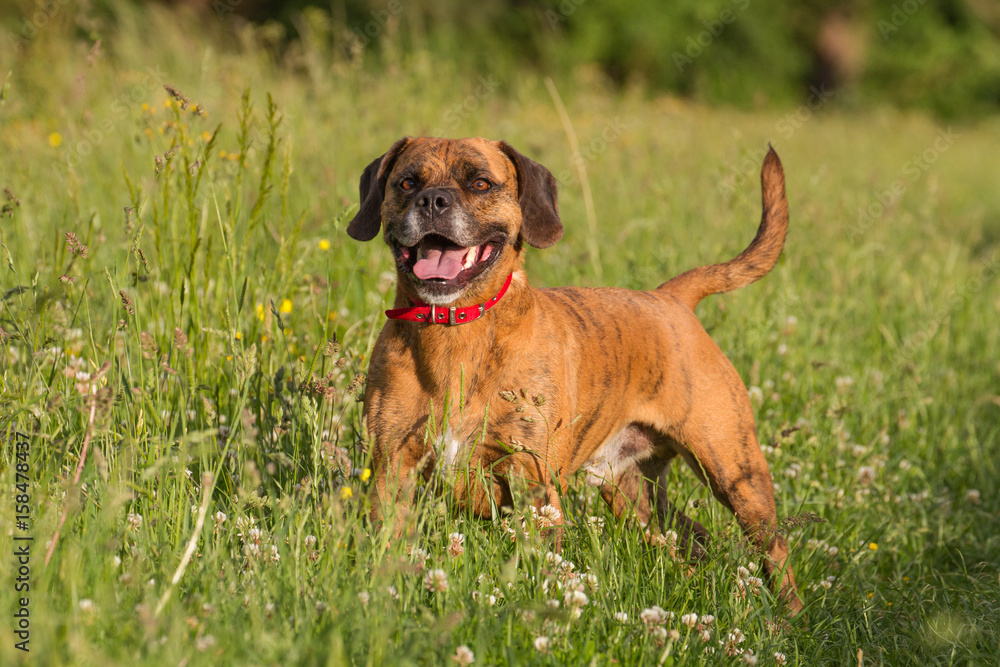 Cute Happy Dog playing fetch with ball in Long Grass Cute Happy Dog playing fetch with ball in Long Grass