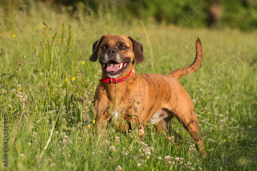 Cute Happy Dog playing fetch with ball in Long Grass