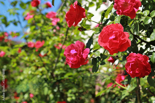 Blooming bush of red roses against the bright blue summer sky