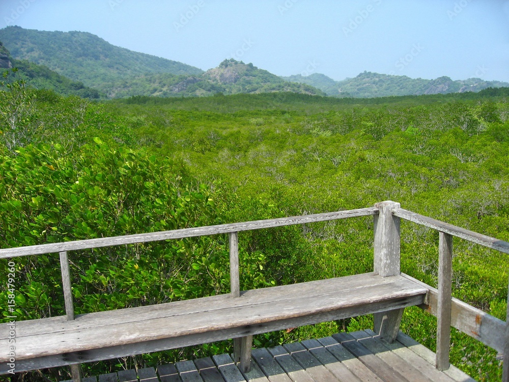 The wooden bench seat at the view point of the mangrove trees forest. Soft focus.