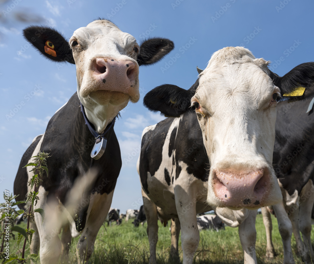 two black and white cows in meadow in the netherlands with blue sky and clouds two black and white cows in meadow in the netherlands with blue sky and clouds