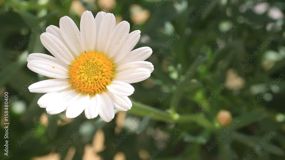 Spring or summer daisy flowers in beautiful garden. Camomile flowers. Close-Up Spring or summer daisy flowers in beautiful garden. Camomile flowers. Close-Up