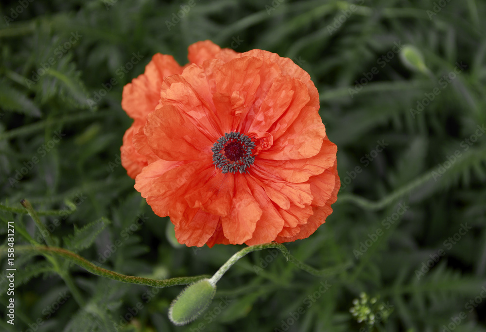 red poppy flowers on green background. red poppy flowers on green background.