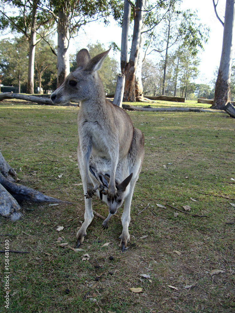 kangaroo with a baby Australia kangaroo with a baby Australia