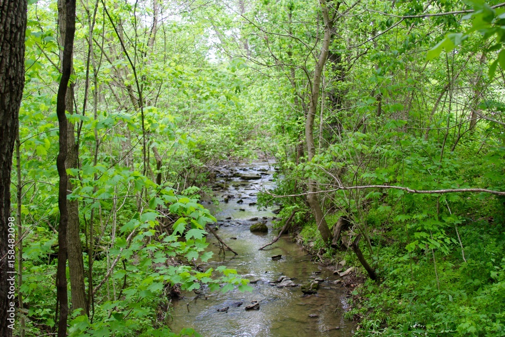 A small creek in the forest.