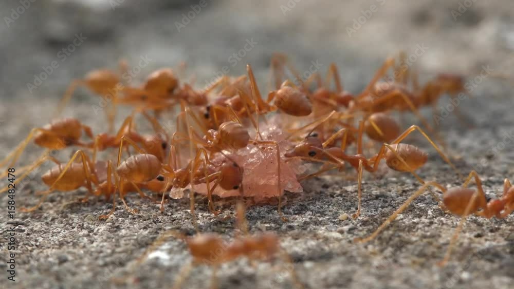 group of red ants eat a piece of meat group of red ants eat a piece of meat
