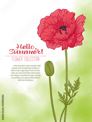 A poppy flower on a green watercolor background. The flowers in the botanical style, minimalistic design. Place for the inscription. Hello summer Stock line vector illustration.