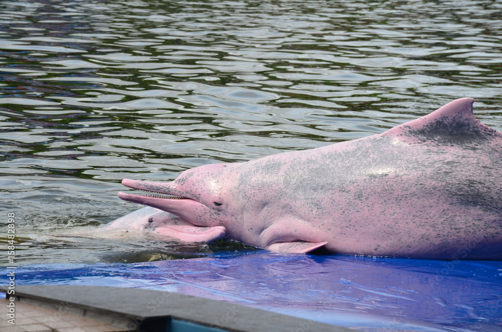 Fototapeta premium The Pink Dolphin