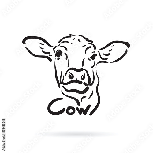 Vector of hand drawn cow on white background. Farm Animal.