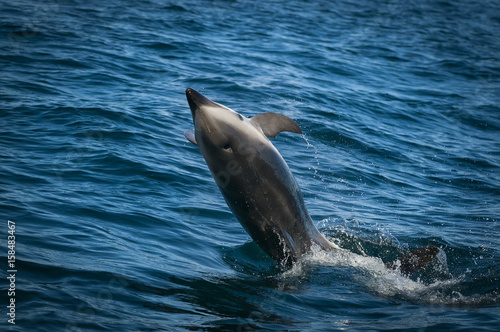 dusky dolphin,