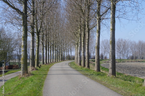 Country road with trees without leaves on a clear day © Ann