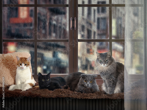 Many different cats on the windowsill. The rain outside the window. Cozy, homely atmosphere