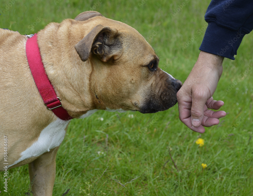 Timid tan and white pit bull terrier sniffing persons hand 