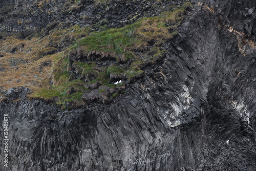 Basalt columns with nesting birds on it  Iceland