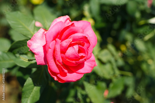 Pink flowers with green leaf