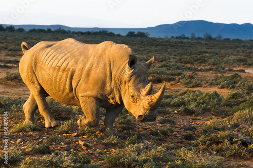 Rhino in wild nature  Inverdoorn  South Africa 