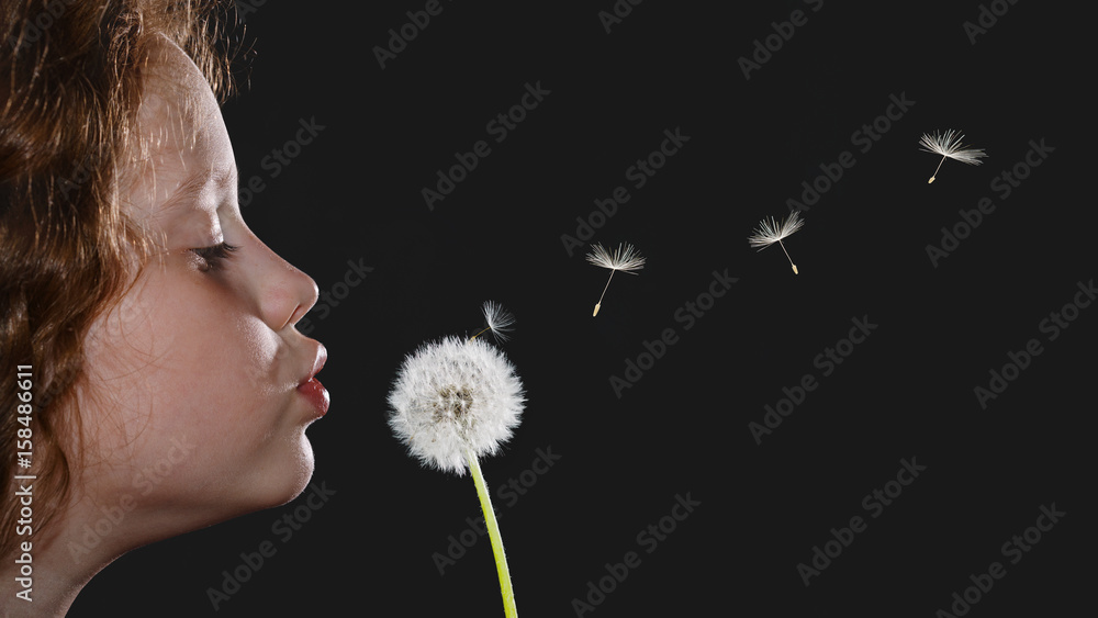 Closeup portrait little girl blowing dandelion head and flying seeds on black background. Closeup portrait little girl blowing dandelion head and flying seeds on black background.