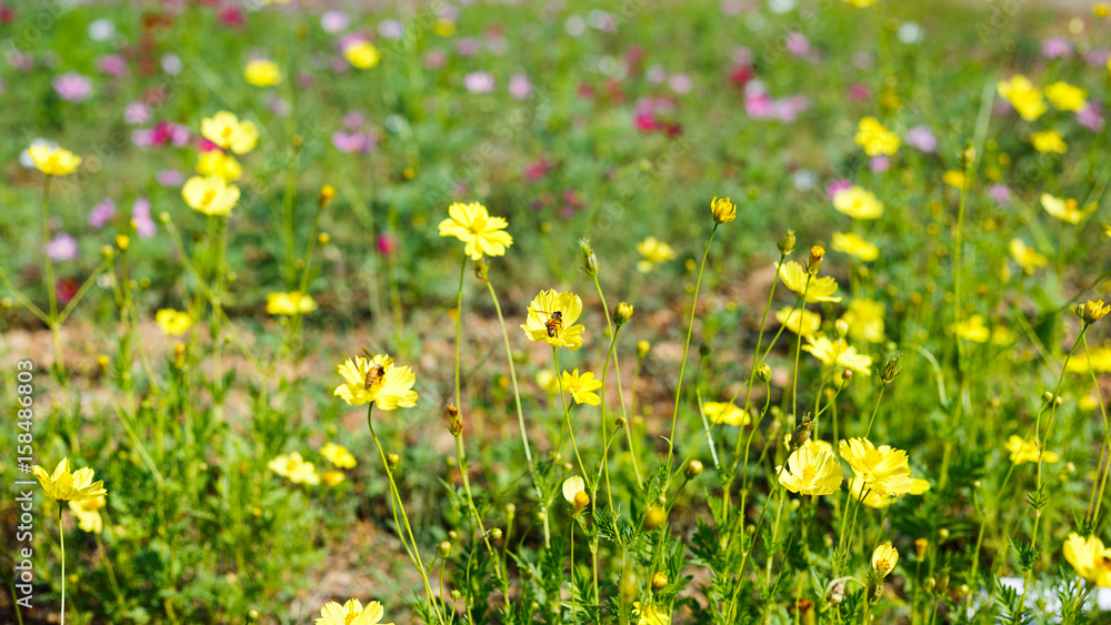 Fototapeta premium Bee are on the yellow flower