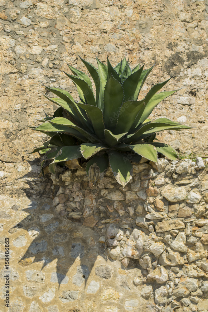 Aloe Vera Aloe Vera