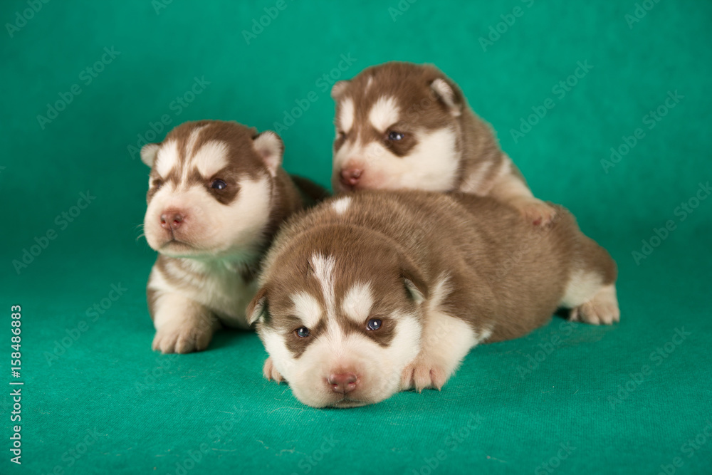 group of happy siberian husky puppies on green background group of happy siberian husky puppies on green background