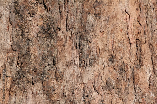 Bark of a coniferous tree on Zanzibar Island, Tanzania, Indian Ocean, Africa