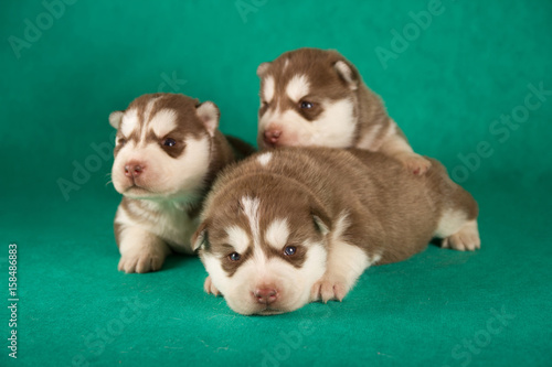 group of happy siberian husky puppies on green background