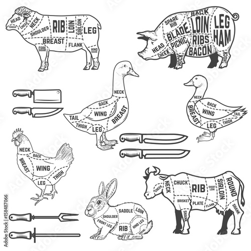 Diagram guide for cutting meat for lamb, goose, pork, cow, rabbit, duck, chicken. Design elements for poster, menu, restaurant flyer. Vector illustration