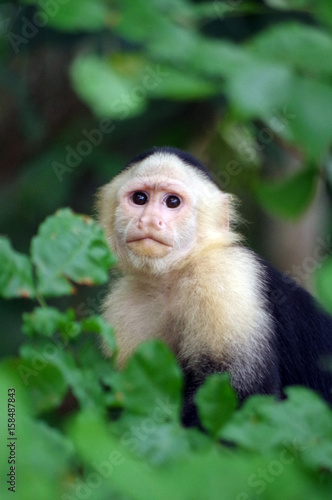 White-Faced Capuchin