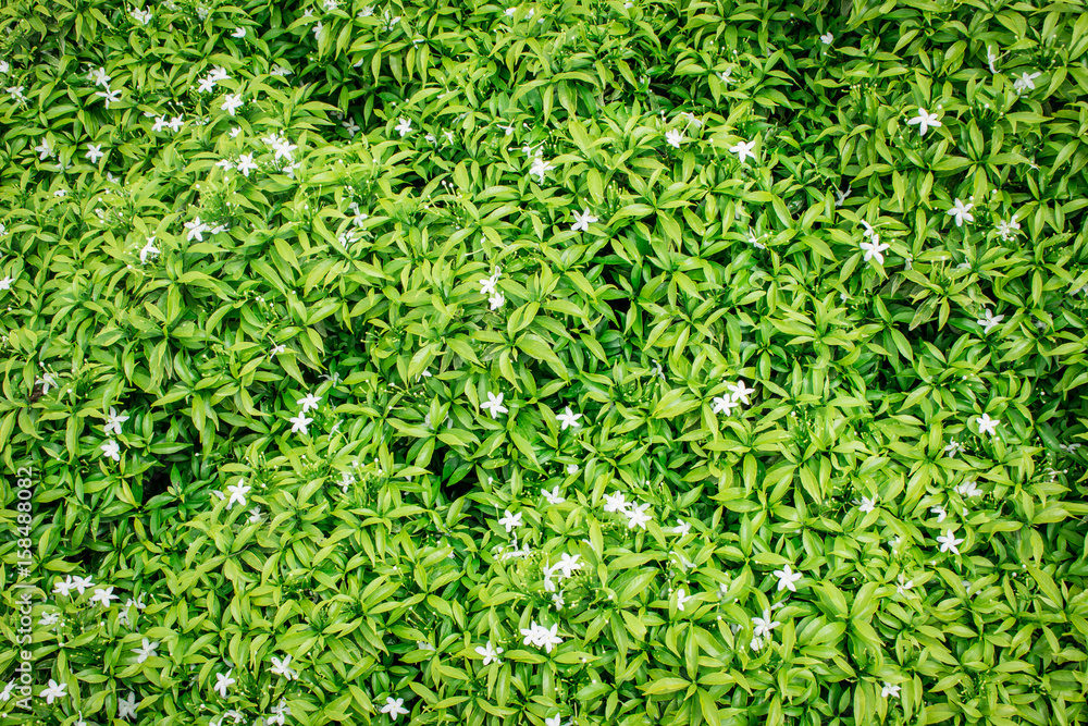 Background green leaf on the natural. Background green leaf on the natural.
