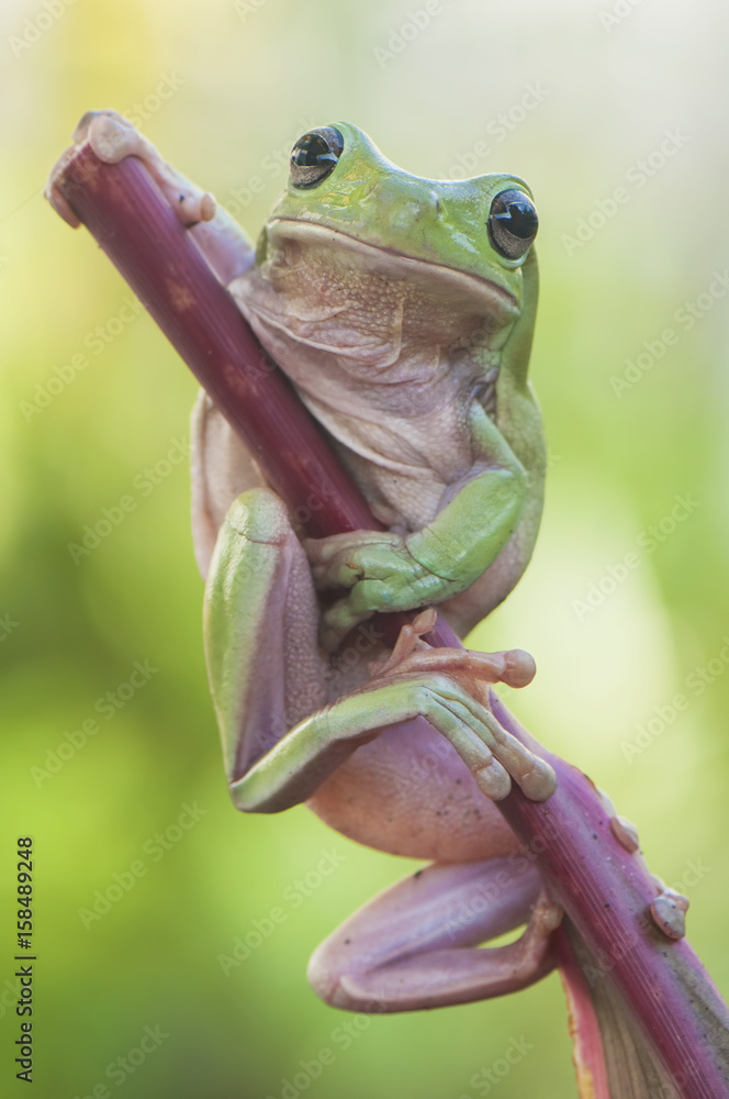 Obraz premium Frog