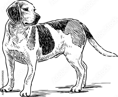 sketch of an english beagle