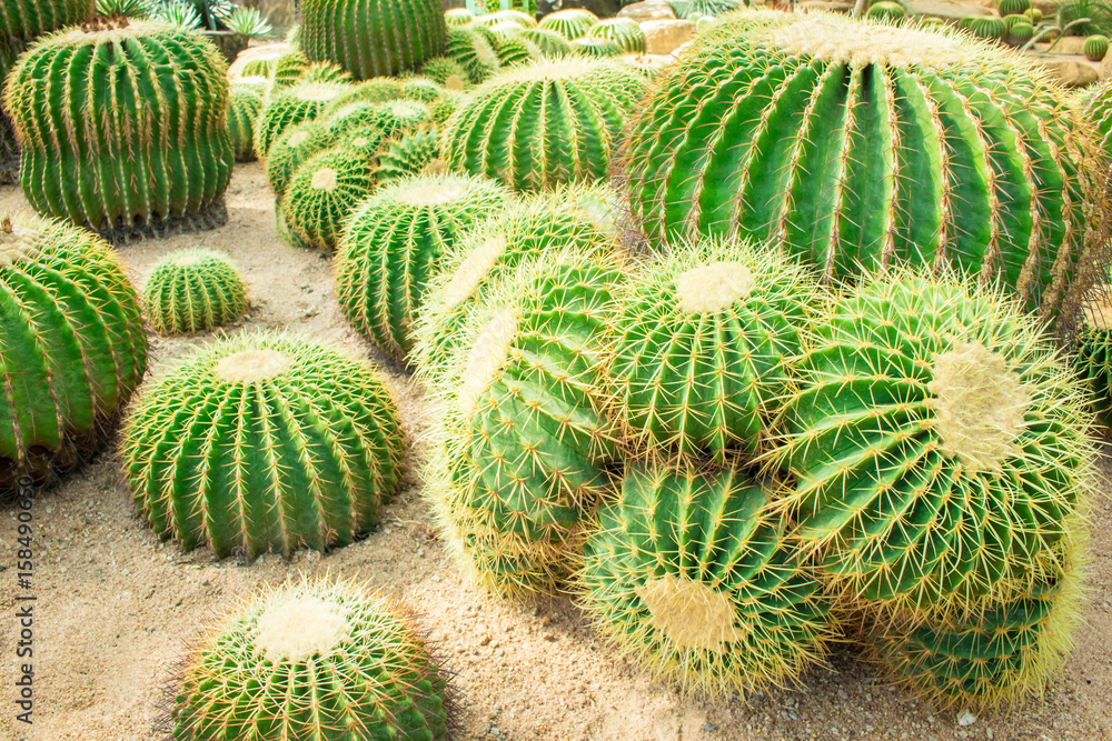 Cactus in the garden. Cactus in the garden.