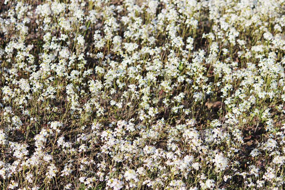 white flowers of a shepherd's bag Capsella white flowers of a shepherd's bag Capsella