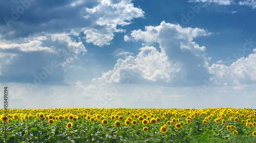 Fotografie Sunflower field with clouds