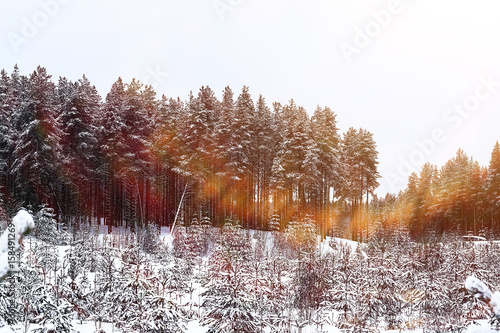 Snow-covered winter russian forest
