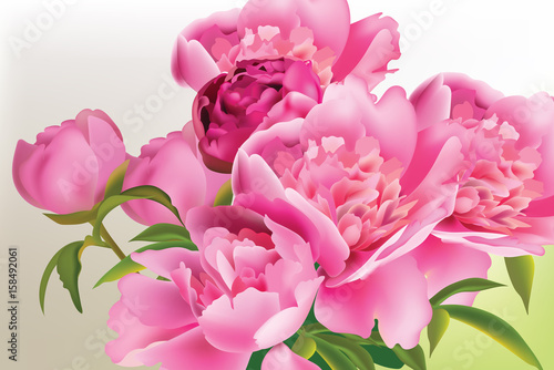 Peony flowers bouquet. Springtime fresh natural composition Vector illustration