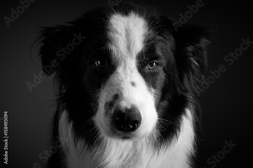 Fototapeta border collie portrait