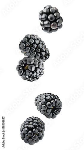 Isolated berries. Five falling blackberry fruits isolated on white background with clipping path