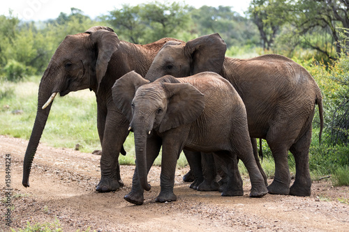 African Elephant