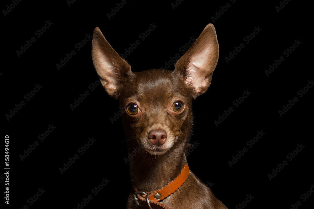 dog breed that brown brown terrier looks into the camera, a close-up portrait, isolated on black dog breed that brown brown terrier looks into the camera, a close-up portrait, isolated on black