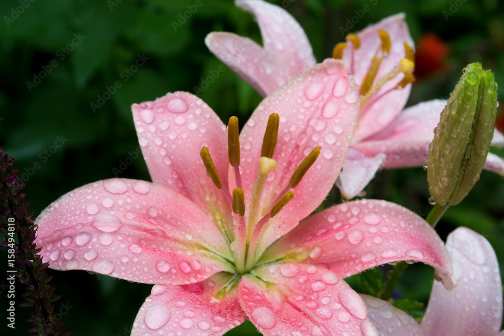 雨上がりのピンクのユリ 雨上がりのピンクのユリ