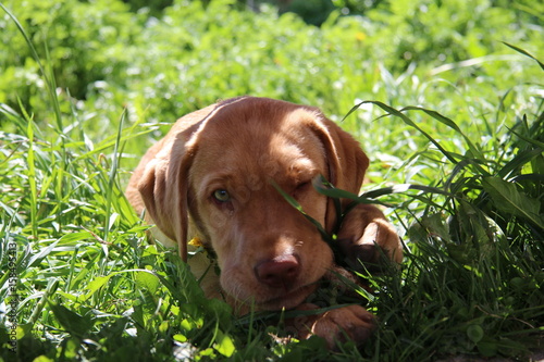 labrador retriever 